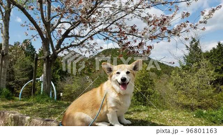 コーギー 96801163