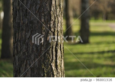 Closeup shot of morning in green park in spring 96801316