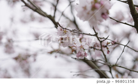 Closeup shot of sakura tree blossom Closeup shot of sakura tree blossom 96801358