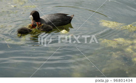 coot family feeding in a pond in spring coot family feeding in a pond in spring 96801434