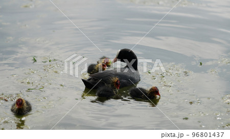 coot family feeding in a pond in spring coot family feeding in a pond in spring 96801437