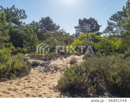 Fishermans trail hiking path in sand dunes at Rota Vicentina coast with green bush and pine trees near Almograve, Portugal. Sunny day, blue sky Fishermans trail hiking path in sand dunes at Rota Vicentina coast with green bush and pine trees near Almograve, Portugal. Sunny day, blue sky 96801548
