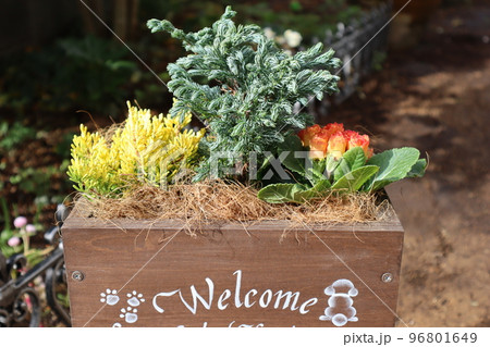 プリムラポリアンサを使った花寄せ植え プリムラポリアンサを使った花寄せ植え 96801649