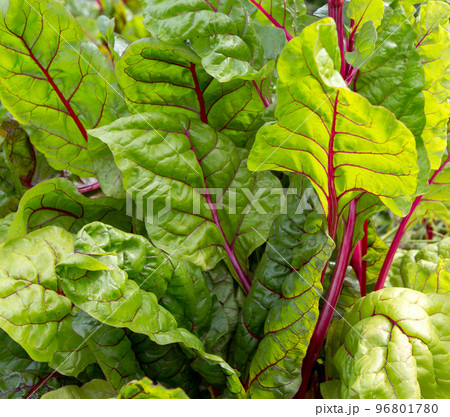 Beetroot Leaves Green Background の写真素材