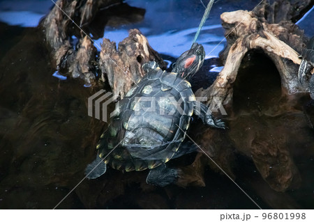 Red eared turtles on gray stone closeup Red eared turtles on gray stone closeup 96801998