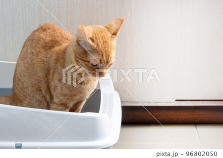 Red cat sitting in a tray closeup 96802050