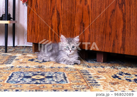 Small fluffy kitten with a curious look 96802089
