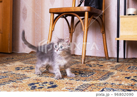 Small fluffy kitten with a curious look Small fluffy kitten with a curious look 96802090