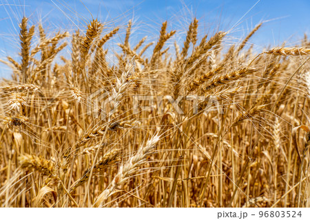 Close up of a gold wheat ears. Wheat field in a harvesting period. Blue sky background. Selective focus Close up of a gold wheat ears. Wheat field in a harvesting period. Blue sky background. Selective focus 96803524
