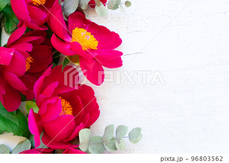 Fresh peony flowers Fresh peony flowers 96803562