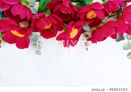 Fresh peony flowers Fresh peony flowers 96803563
