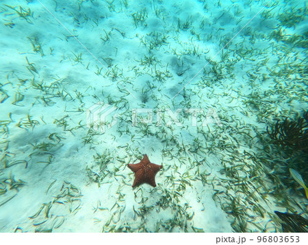 Beautifiul underwater colorful coral reefs Beautifiul underwater colorful coral reefs 96803653