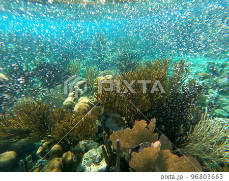 Beautifiul underwater colorful coral reefs Beautifiul underwater colorful coral reefs 96803663