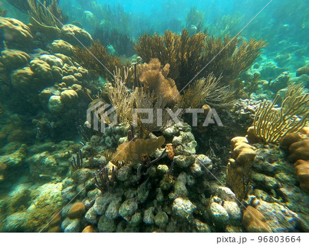 Beautifiul underwater colorful coral reefs 96803664