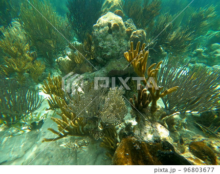 Beautifiul underwater colorful coral reefs Beautifiul underwater colorful coral reefs 96803677