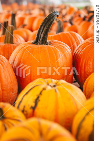 Large orange pumpkin at farmers market at pumpkin patch 96803750