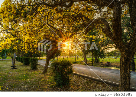 Beautiful blooming Yellow Golden trumpet tree or Tabebuia aurea roadside of the Yellow that are blooming with the park in spring day in the garden and sunset sky background in Thailand. Beautiful blooming Yellow Golden trumpet tree or Tabebuia aurea roadside of the Yellow that are blooming with the park in spring day in the garden and sunset sky background in Thailand. 96803995