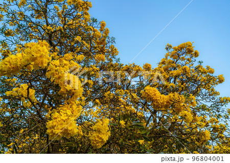 Beautiful blooming Yellow Golden trumpet tree or Tabebuia are blooming with the park in spring day in the garden and sunset blue sky background in Thailand. Beautiful blooming Yellow Golden trumpet tree or Tabebuia are blooming with the park in spring day in the garden and sunset blue sky background in Thailand. 96804001
