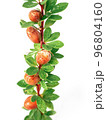 Argan nuts on a branch with green leaves and thorns on an isolated white background 96804160