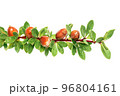 Argan nuts on a branch with green leaves and thorns on an isolated white background 96804161