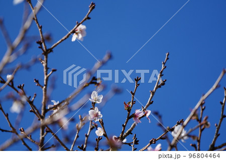 夜露に濡れた可愛い冬桜の花 夜露に濡れた可愛い冬桜の花 96804464