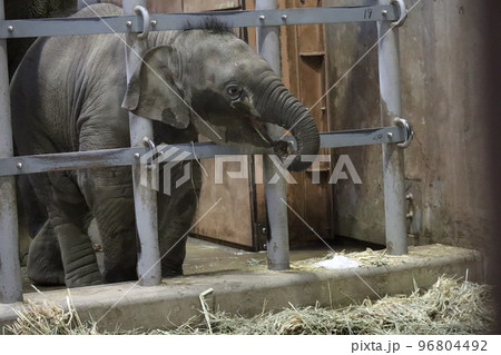 バックヤードの飼育スペースで餌を口に入れようとする子供のアジアゾウがいる動物園の風景 バックヤードの飼育スペースで餌を口に入れようとする子供のアジアゾウがいる動物園の風景 96804492