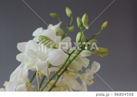 グレー背景の白いデンファレ 96804508