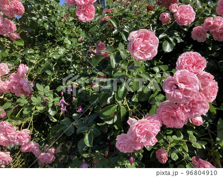 5月末に咲く綺麗なピンクの薔薇の花です。 5月末に咲く綺麗なピンクの薔薇の花です。 96804910