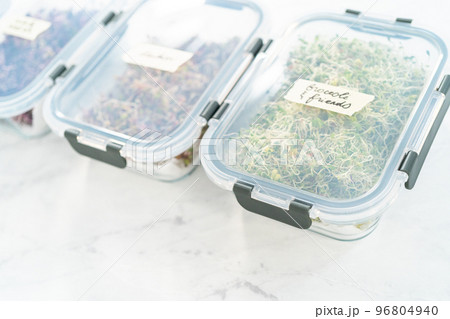 Day 6. Packaging freshly harvested organic sprouts into a glass container lined with paper towels. 96804940
