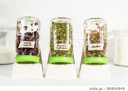 Day 6. Growing organic sprouts in a mason jar with sprouting lid on the kitchen counter. 96804949