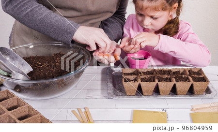 Little girl helping to plant herb seeds into small containers for a homeschool project. 96804959