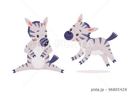 Funny Zebra with Black-and-white Striped Coat Running and Sitting Vector Set Funny Zebra with Black-and-white Striped Coat Running and Sitting Vector Set 96805429