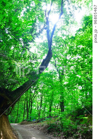護摩堂山アジサイ園登山道（新潟県） 96805467