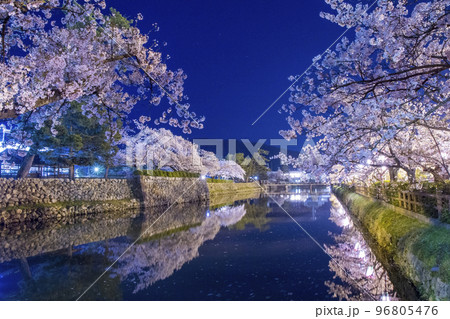 久松公園の夜桜 鳥取県 久松公園 96805476