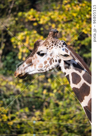 のんびりしている動物園の可愛いキリン のんびりしている動物園の可愛いキリン 96805515