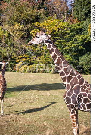 のんびりしている動物園の可愛いキリン のんびりしている動物園の可愛いキリン 96805516