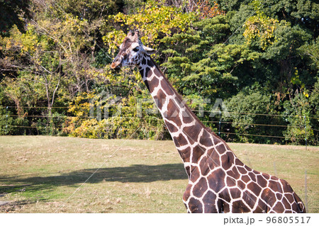 のんびりしている動物園の可愛いキリン 96805517