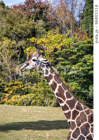 のんびりしている動物園の可愛いキリン のんびりしている動物園の可愛いキリン 96805518