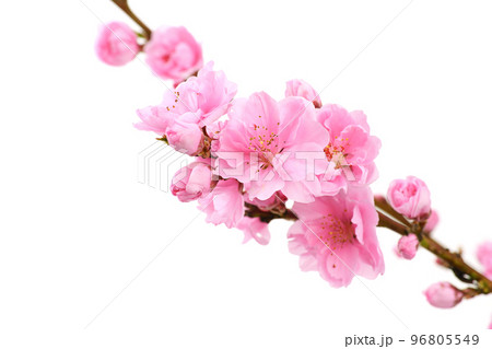 桃の花 96805549
