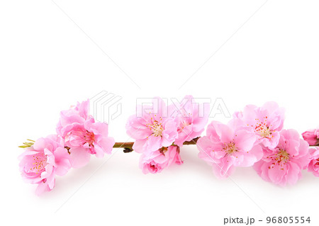 桃の花 桃の花 96805554