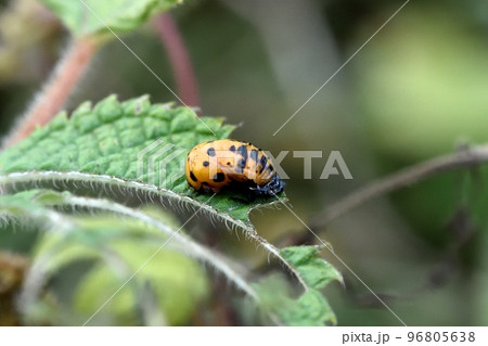ナナホシテントウムシのサナギ 96805638