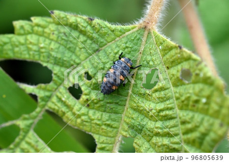 ナナホシテントウムシの幼虫 ナナホシテントウムシの幼虫 96805639