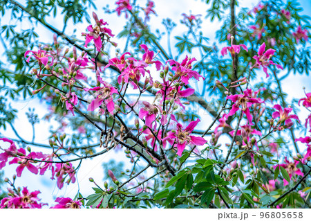 ceiba speciosal in the South American jungle ceiba speciosal in the South American jungle 96805658