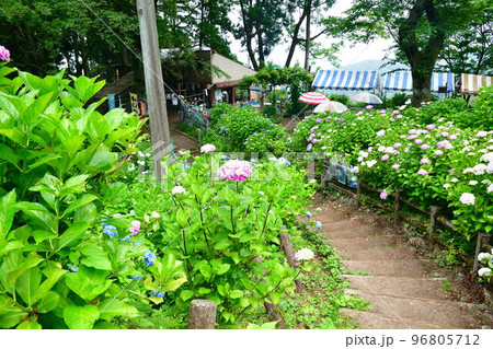 護摩堂山アジサイ園（新潟県） 96805712