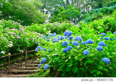 護摩堂山アジサイ園（新潟県） 96805736
