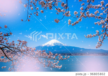 【桜素材】桜吹雪舞う河口湖から見た富士山【山梨県】 96805802