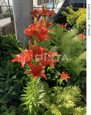 6月初旬、庭に咲くオレンジ色の百合の花です。 96805864