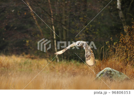 Big Eastern Siberian Eagle Owl, Bubo bubo sibiricus, flying through autumn landscape 96806353