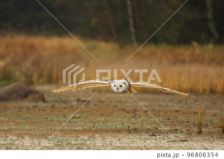 Autumn scene with owl. Big Eastern Siberian Eagle Owl, Bubo bubo sibiricus, fly through autumn landscape, Russia. 96806354