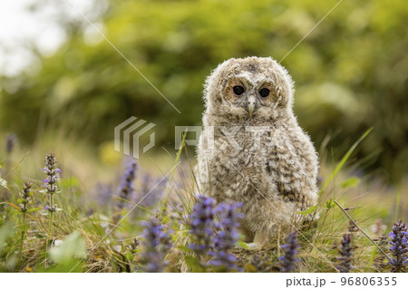 Tawny Owl, Strix aluco, young bird, newly came out of the bird nest on flowering meadow. 96806355